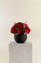 Elite Rose